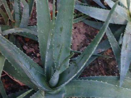 aloe-barbadensis- vera