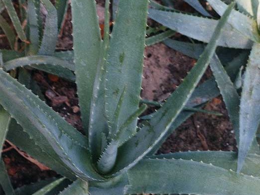 aloe-barbadensis- vera