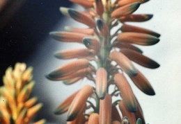 Aloe barbadensis (vera)