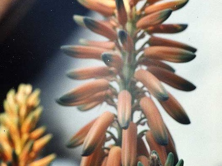 Aloe barbadensis (vera)