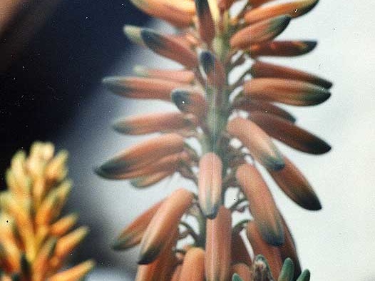 Aloe barbadensis (vera)