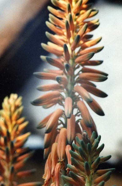 aloe-barbadensis.jpg