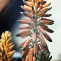 aloe-barbadensis.jpg
