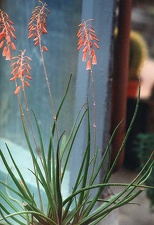 Aloe bellatula
