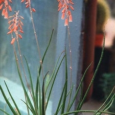 Aloe bellatula