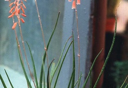 Aloe bellatula