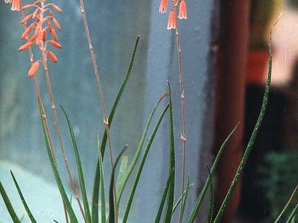 Aloe bellatula