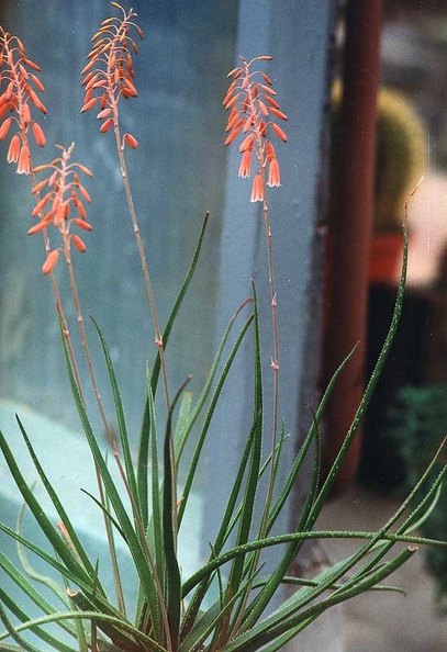 aloe-bellatula.jpg