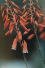 Aloe bellatula