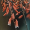 Aloe bellatula