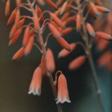 Aloe bellatula