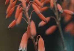 Aloe bellatula