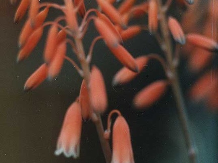 Aloe bellatula