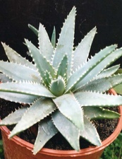 Aloe brevifolia