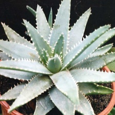 Aloe brevifolia