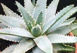 Aloe brevifolia