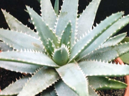 Aloe brevifolia