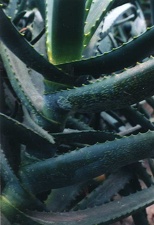 Aloe sp.