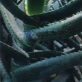 Aloe sp.