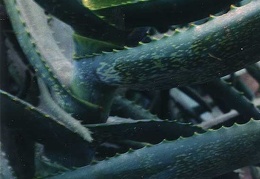 Aloe sp.