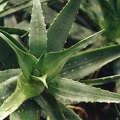 Aloe chabaudii