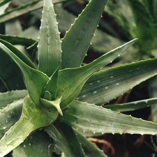 Aloe chabaudii