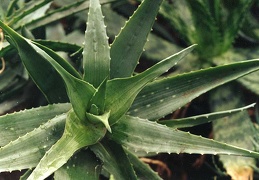 Aloe chabaudii