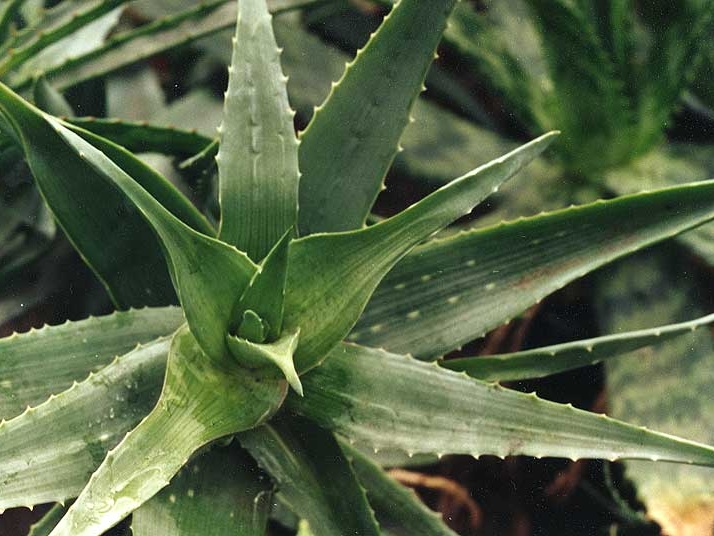 Aloe chabaudii