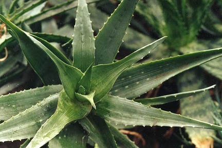 Aloe chabaudii