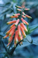 Aloe ciliaris