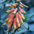 Aloe ciliaris