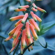 Aloe ciliaris