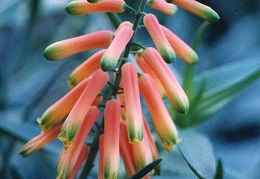 Aloe ciliaris