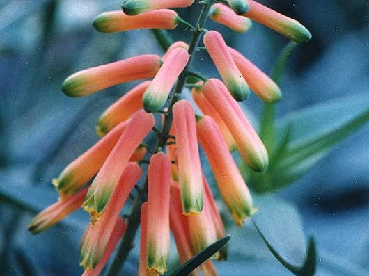 Aloe ciliaris