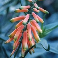 aloe-ciliaris.jpg