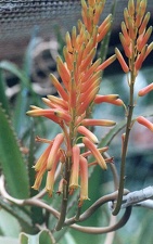 Aloe dawei