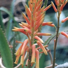 Aloe dawei