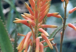 Aloe dawei