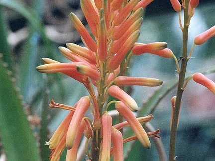 Aloe dawei