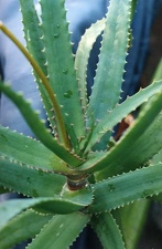 Aloe dawei