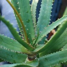 Aloe dawei