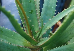 Aloe dawei