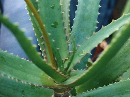 Aloe dawei