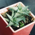 Aloe descoingsii