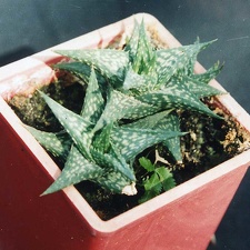 Aloe descoingsii