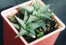 Aloe descoingsii