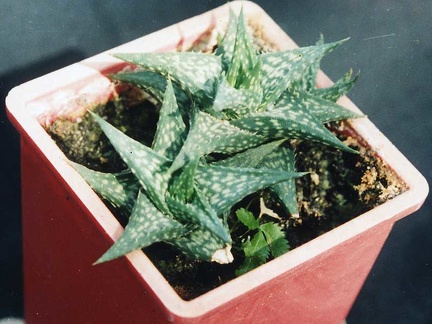 Aloe descoingsii
