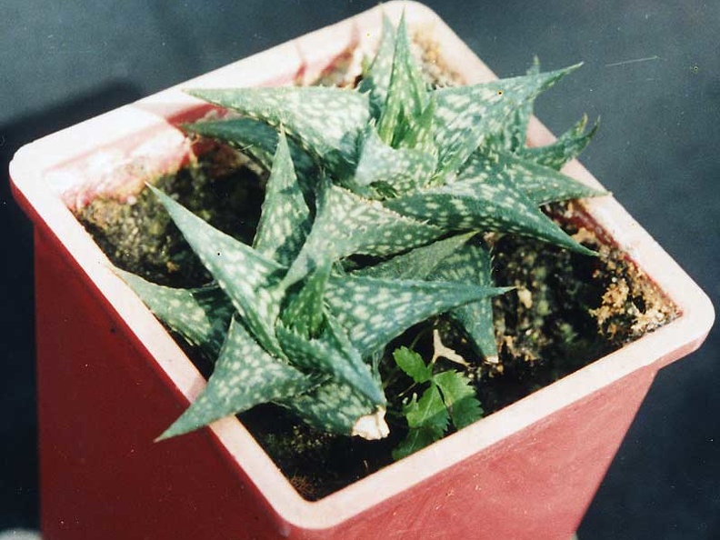 Aloe descoingsii
