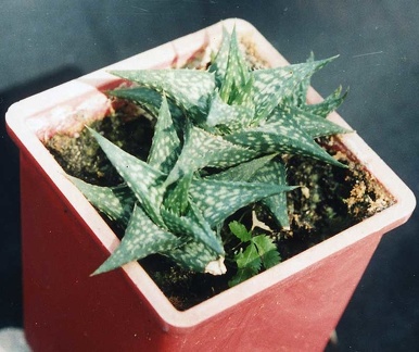 Aloe descoingsii