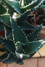 Aloe distans